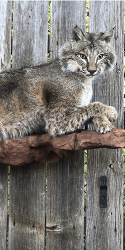 North American Small bobcat