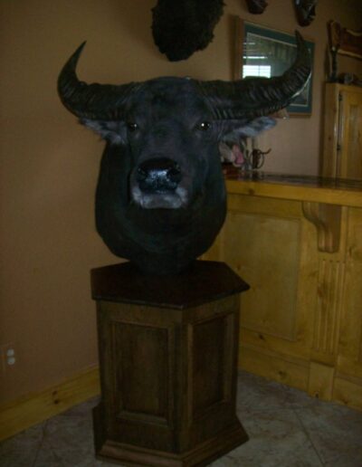 Taxidermy Bull Head