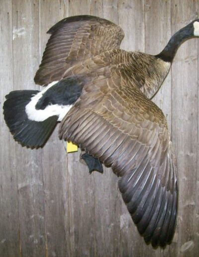 Wild Goose Taxidermy