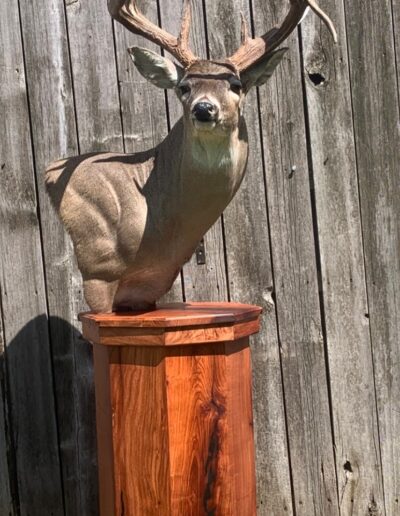 Stuffed deer by Alexander's Taxidermy in Texas